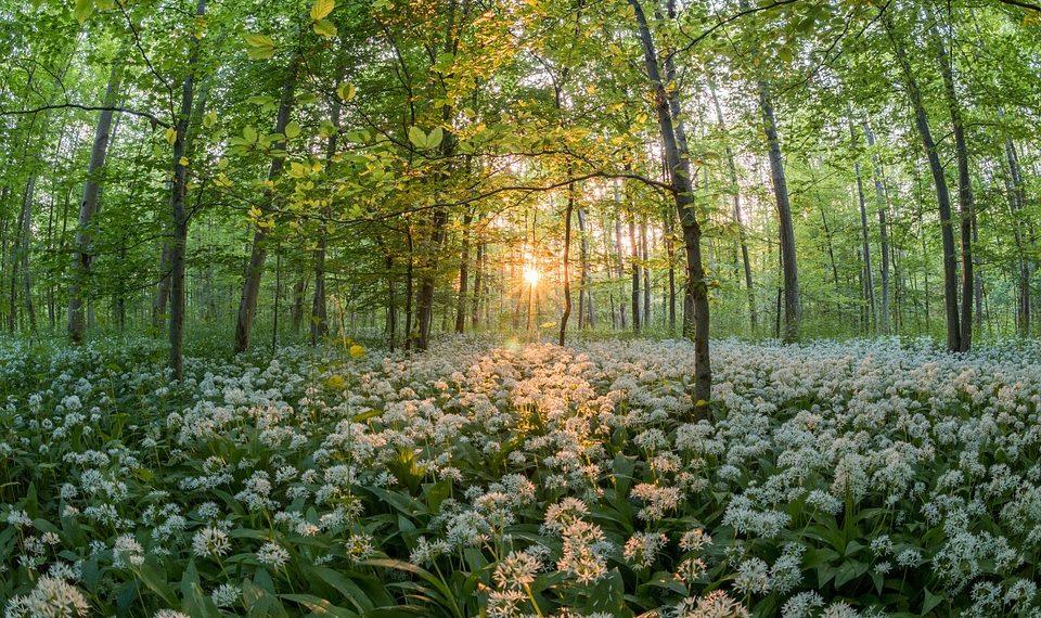 10 Natural Remedies That Really Work Wonders