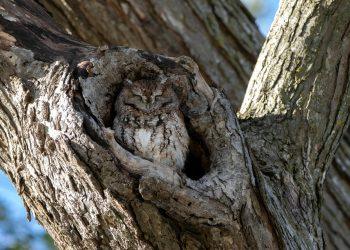 10 Natural Remedies for a Better Night’s Sleep