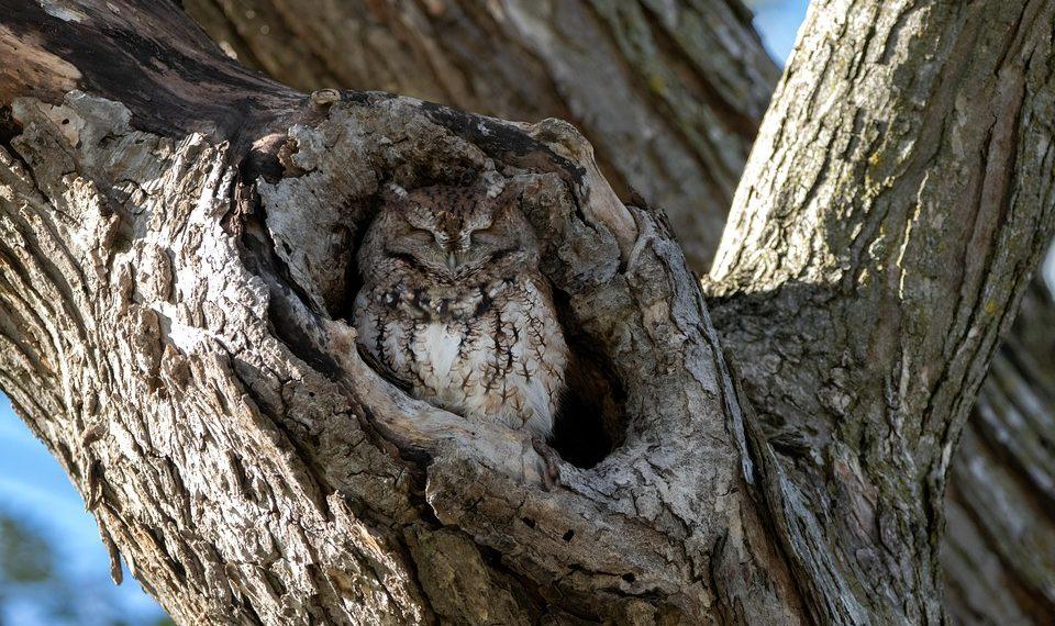 10 Natural Remedies for a Better Night’s Sleep