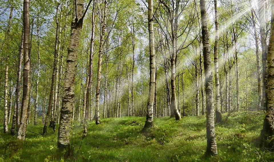 10 Natural Remedies to Beat Allergies This Season