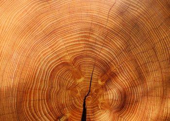 10 Natural Remedies to Boost Your Hair Growth Fast!