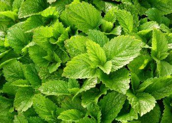 10 Natural Remedies to Boost Your Immunity Fast