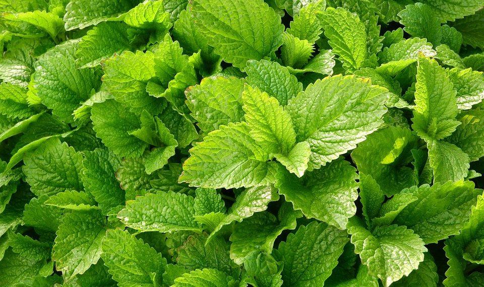 10 Natural Remedies to Boost Your Immunity Fast