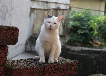 10 Natural Remedies to Conquer Insomnia Tonight