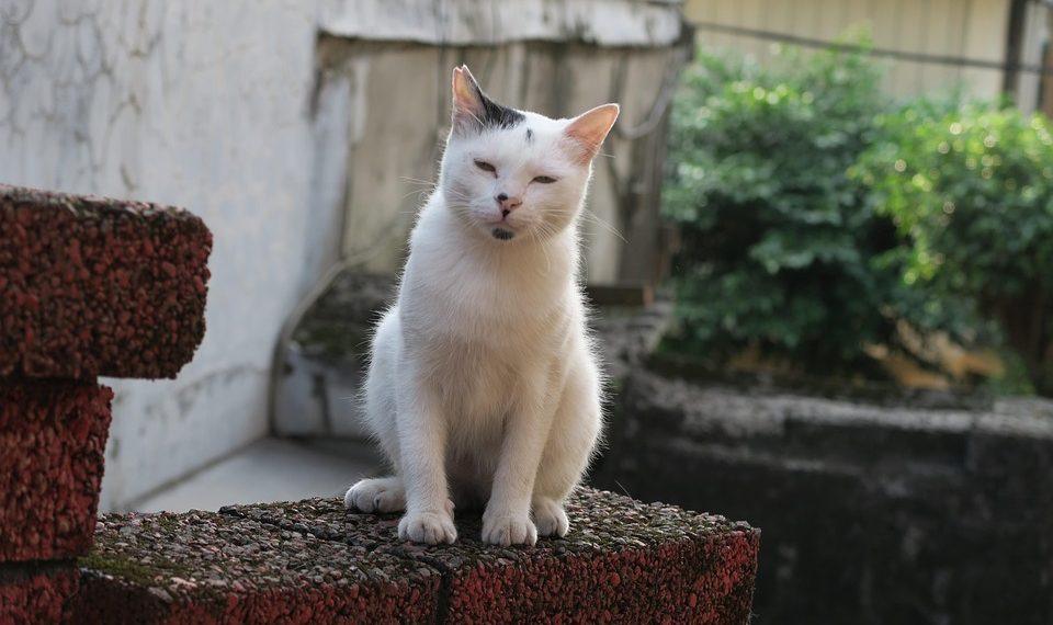 10 Natural Remedies to Conquer Insomnia Tonight