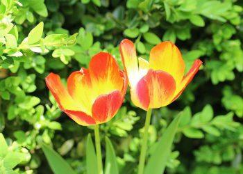 10 Natural Remedies to Ease Menopause Symptoms Today