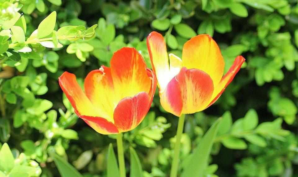 10 Natural Remedies to Ease Menopause Symptoms Today