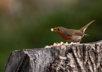 10 Natural Supplements to Boost Your Energy Today