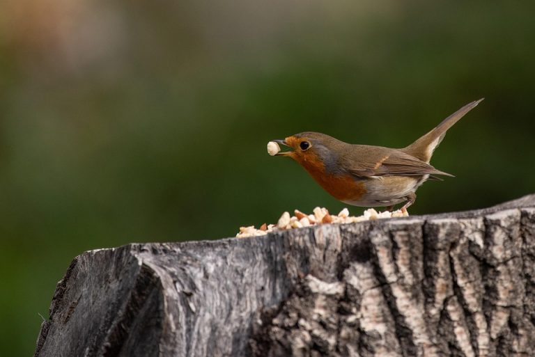 10 Natural Supplements to Boost Your Energy Today