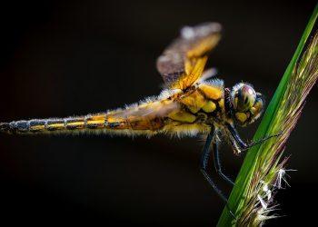 10 Natural Supplements to Boost Your Focus Fast