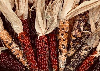 10 Nutrient-Dense Vegetables You Need in Your Diet Now