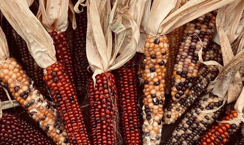 10 Nutrient-Dense Vegetables You Need in Your Diet Now