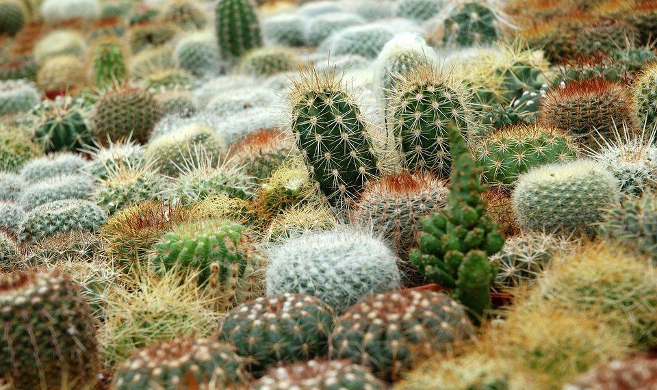 10 Plant-Based Foods That Torch Belly Fat Fast