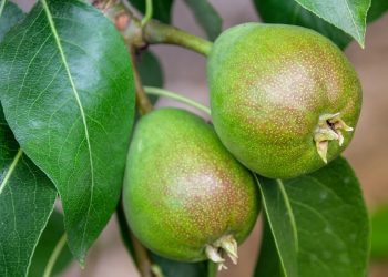 10 Plant-Based Meals That Even Meat Lovers Will Adore