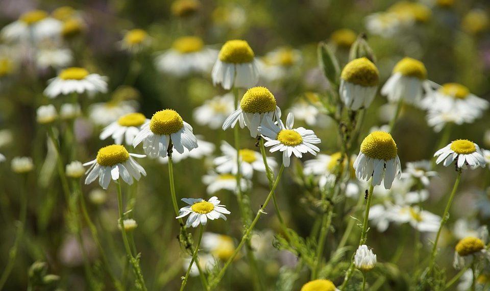 10 Powerful Herbs to Boost Your Immune System Today