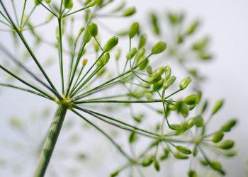 10 Powerful Herbs to Supercharge Your Immune System