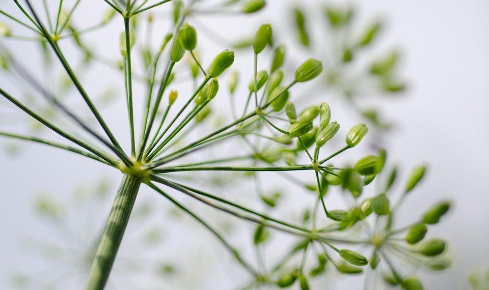 10 Powerful Herbs to Supercharge Your Immune System