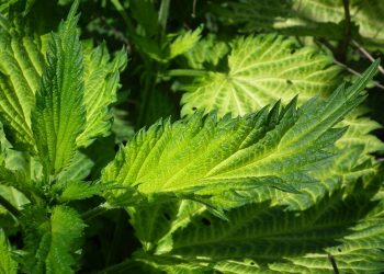 10 Powerful Herbs to Transform Your Health Today