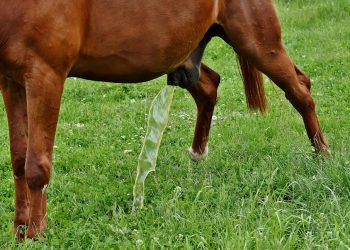 10 Proven Tips to Stop Leaking Urine for Good