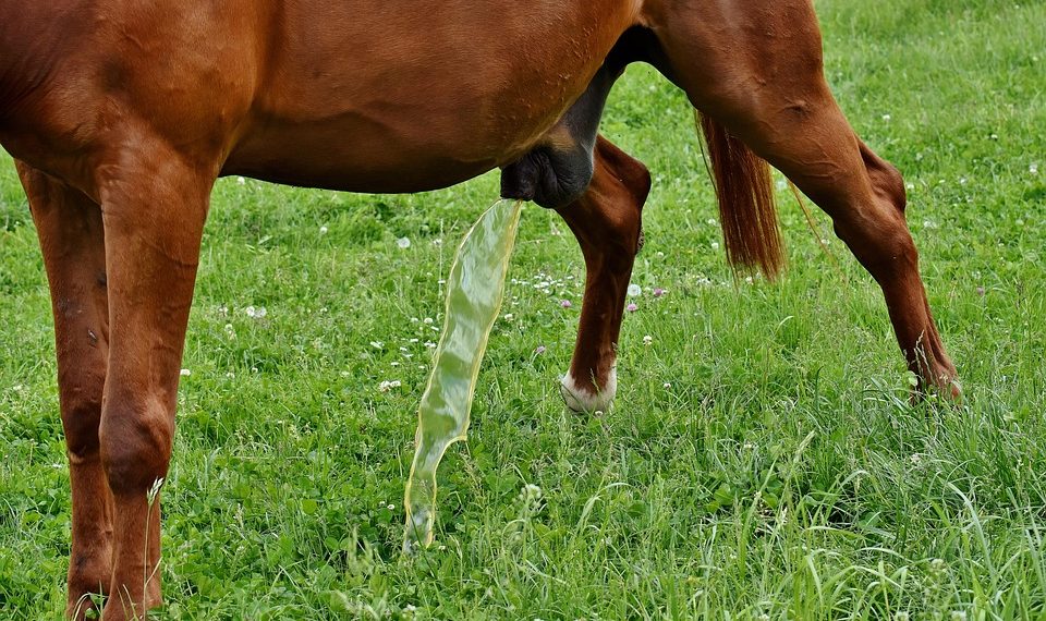 10 Proven Tips to Stop Leaking Urine for Good