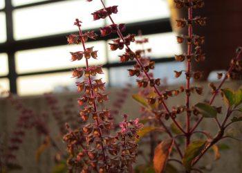 10 Reasons Holy Basil Is Your Stress-Busting Hero