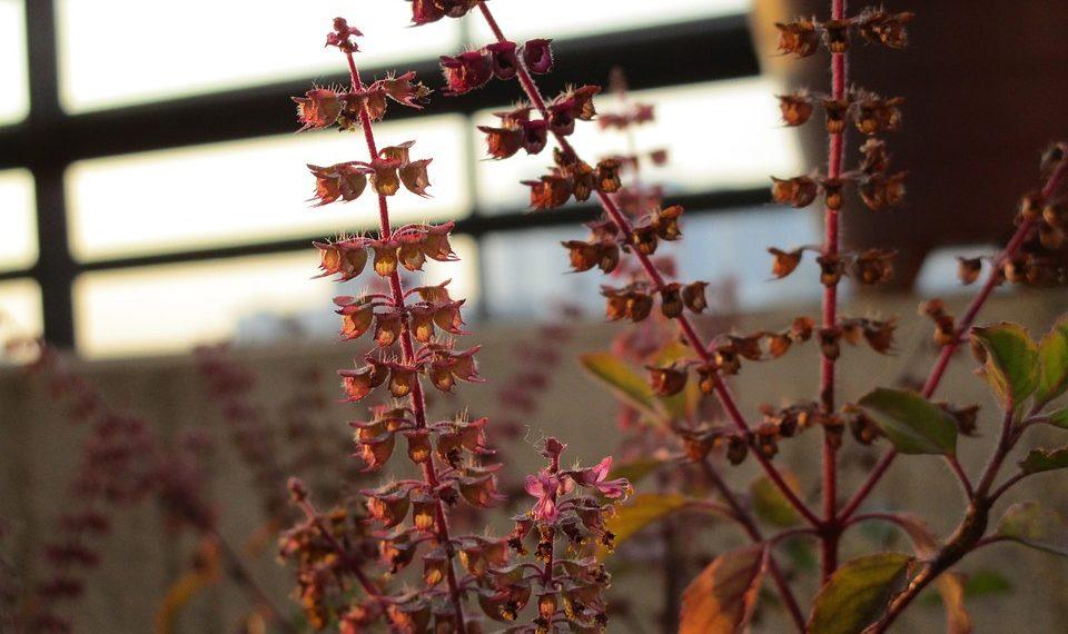 10 Reasons Holy Basil Is Your Stress-Busting Hero