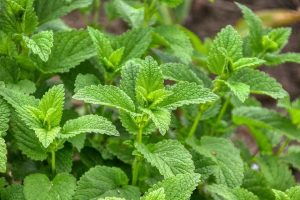 10 Reasons Lemon Balm Is Your New Relaxation Hero