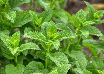 10 Reasons Lemon Balm Is Your New Relaxation Hero
