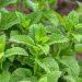 10 Reasons Lemon Balm Is Your New Relaxation Hero