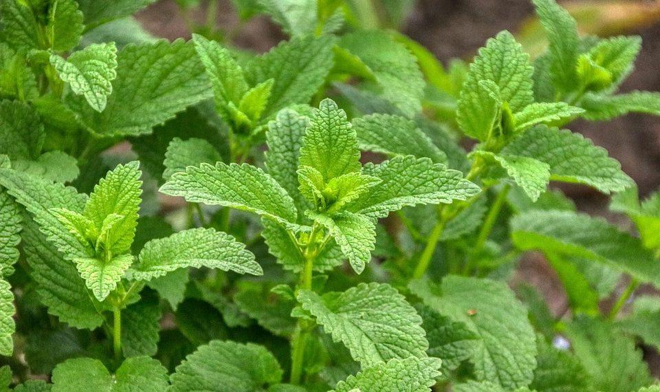 10 Reasons Lemon Balm Is Your New Relaxation Hero