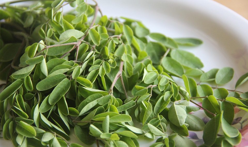 10 Reasons Moringa Oleifera is a Superfood You Need Now