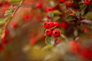 10 Reasons to Add Organic Moringa to Your Diet Today!