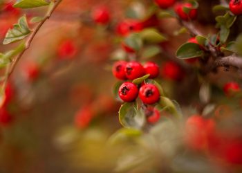 10 Reasons to Add Organic Moringa to Your Diet Today!