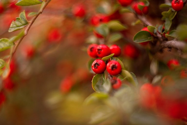 10 Reasons to Add Organic Moringa to Your Diet Today!