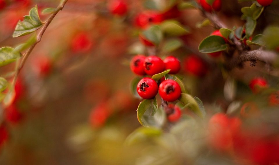 10 Reasons to Add Organic Moringa to Your Diet Today!