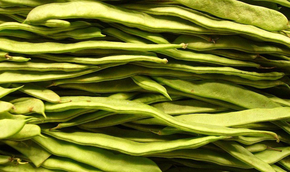 10 Reasons to Embrace Plant-Based Nutrition Today