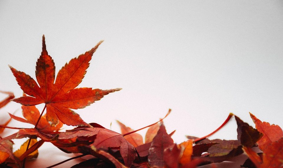 10 Reasons to Embrace Seasonal Eating Today