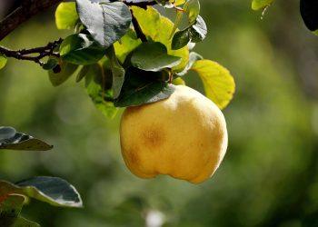 10 Reasons to Switch to Organic Foods Today!