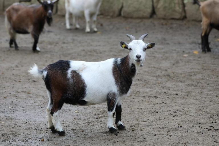 10 Secrets to Achieve Total Body Wellness Today