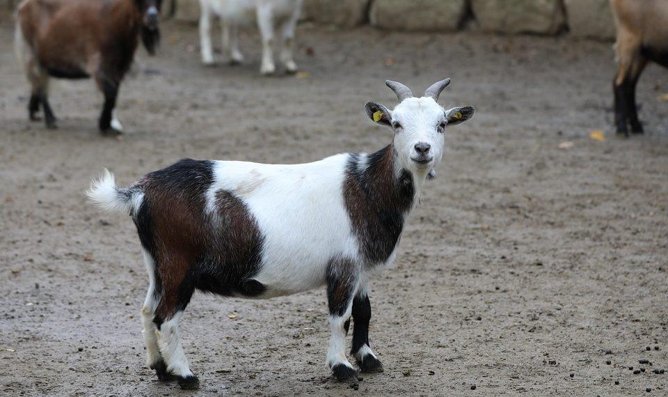 10 Secrets to Achieve Total Body Wellness Today