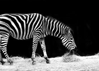 10 Secrets to Achieving Whole Body Wellness Today