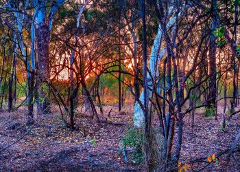 10 Simple Food Swaps for a Healthier You