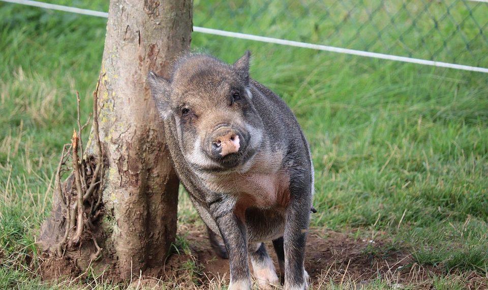 10 Simple Habits to Boost Your Mood Daily