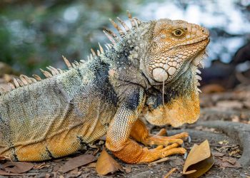 10 Simple Steps to Embrace Mindful Living Today