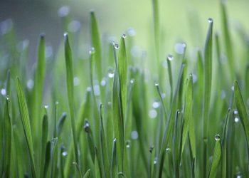 10 Simple Swaps for a Greener Home Today