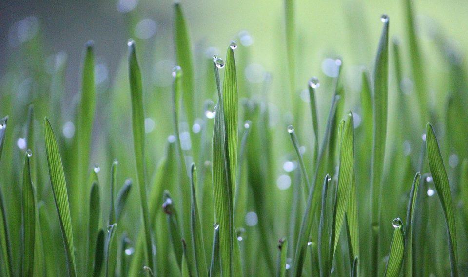 10 Simple Swaps for a Greener Home Today