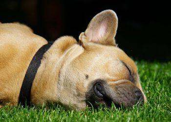 10 Simple Tricks to Fall Asleep Instantly Tonight