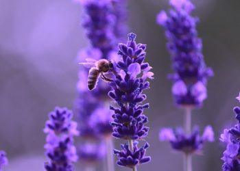 10 Soothing Herbs to Banish Your Anxiety Naturally