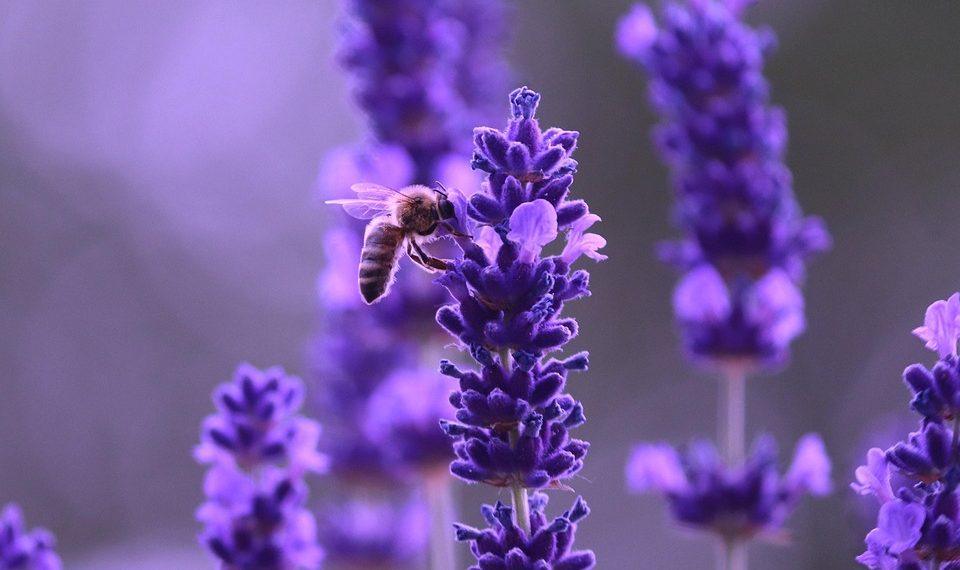 10 Soothing Herbs to Banish Your Anxiety Naturally