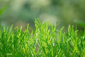 10 Stress-Reducing Herbs to Soothe Your Mind Today